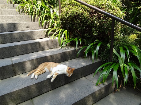 Fujiya hotel cat 
