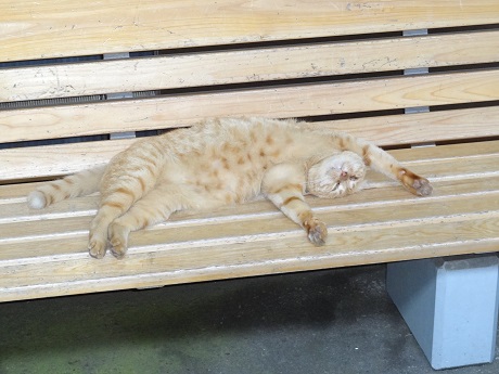 Ohiradai station cat 